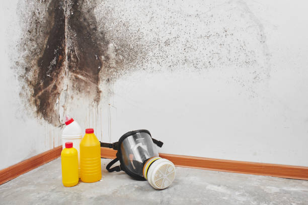 Best Affordable Mold Removal  in Dublin, OH