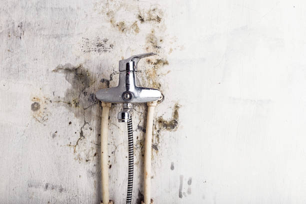 Trusted Dublin, OH Mold Removal Experts