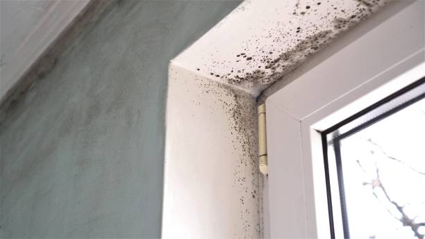 Best Mold Remediation  in Dublin, OH