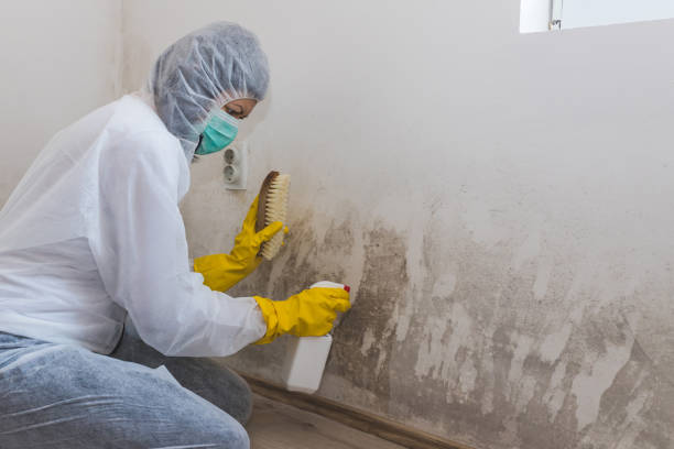 Best Mold Testing and Removal  in Dublin, OH