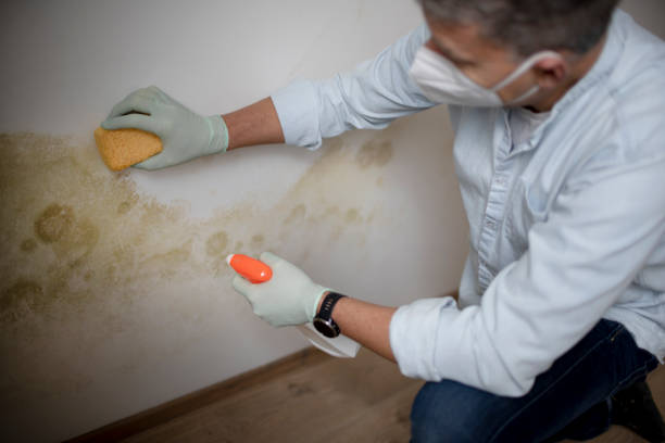 Best Toxic Mold Removal  in Dublin, OH