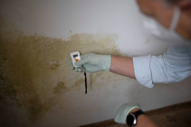 Office Mold Removal Services in Dublin, OH