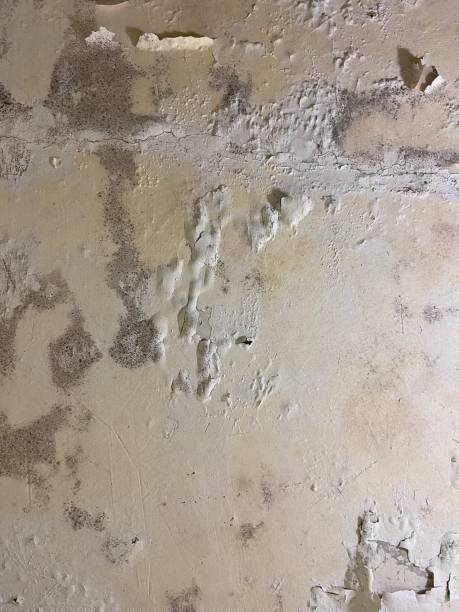 Best Mold Damage Repair  in Dublin, OH