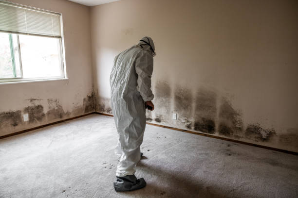 Best Commercial Mold Removal  in Dublin, OH