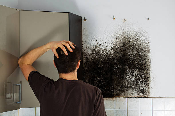 Best Certified Mold Removal  in Dublin, OH