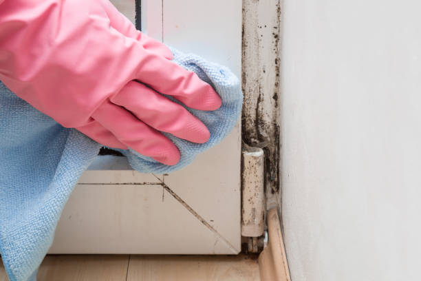 Best Mold Remediation  in Dublin, OH