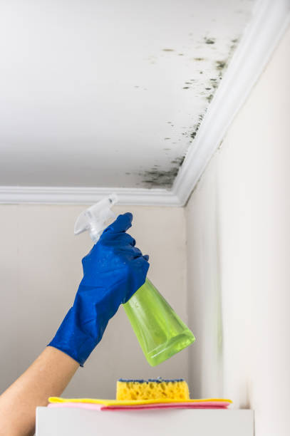 Trusted Dublin, OH Mold Removal Experts